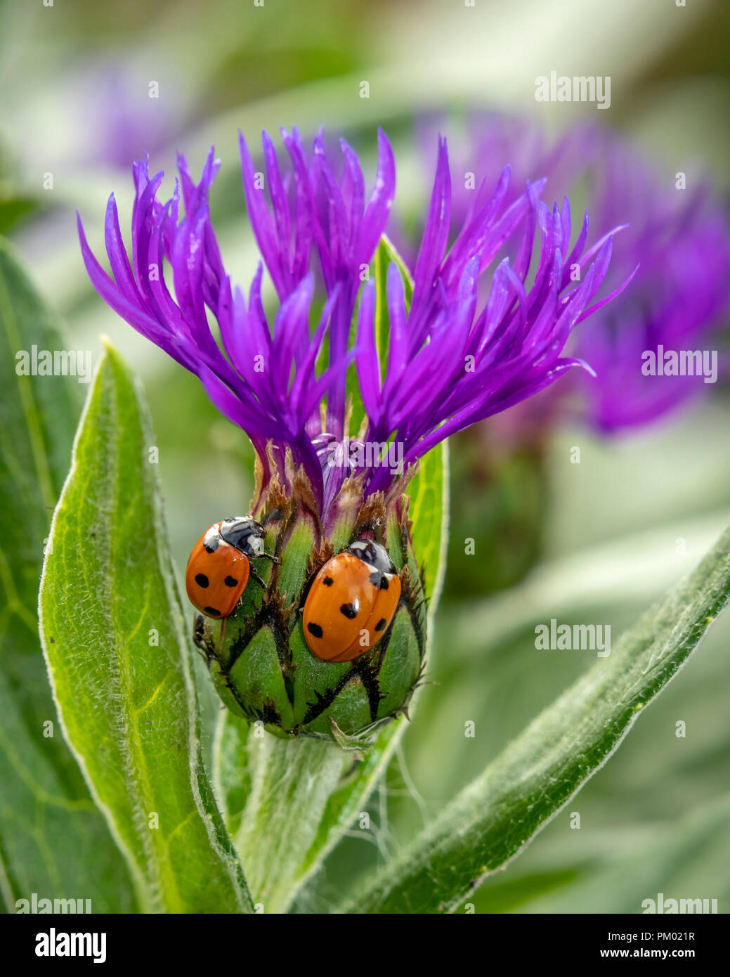 Viola la Centaurea con Coccinelle Foto Stock