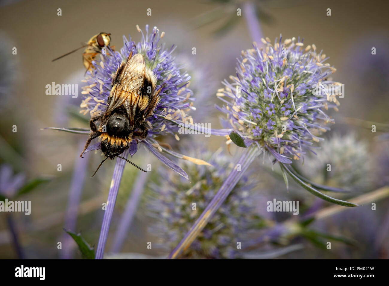 Blue Eryngium fiori con api. Foto Stock