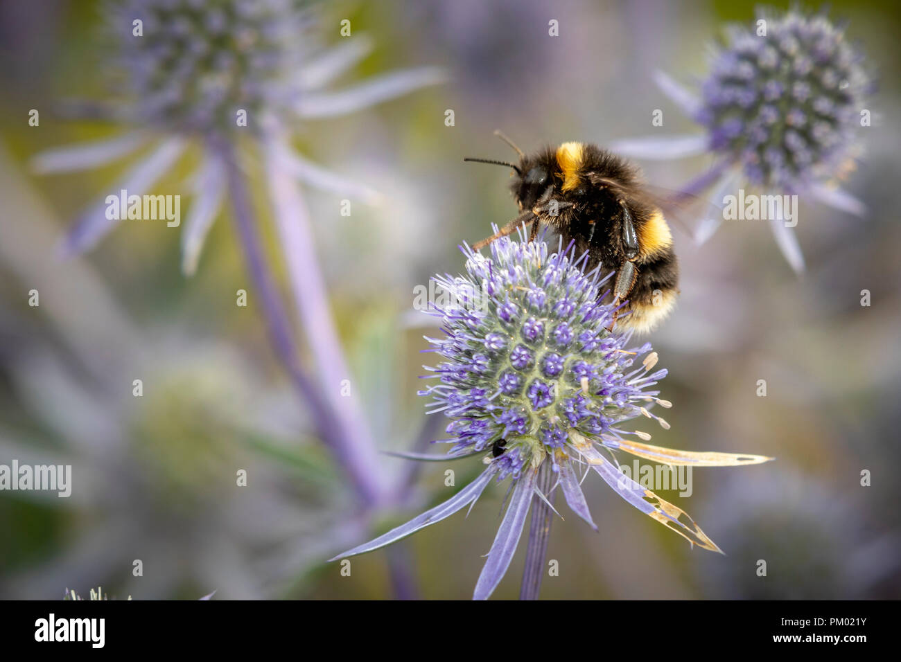 Blue Eryngium fiori con api. Foto Stock