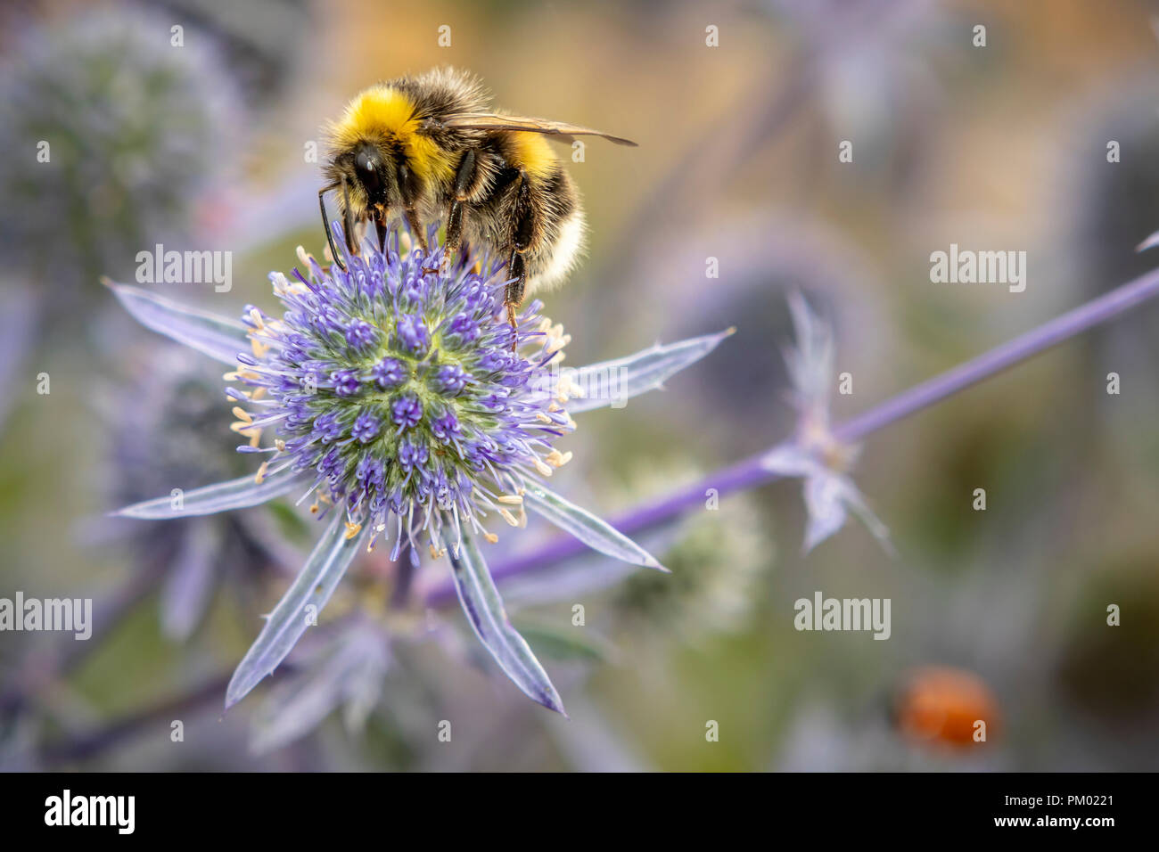 Blue Eryngium fiori con api. Foto Stock