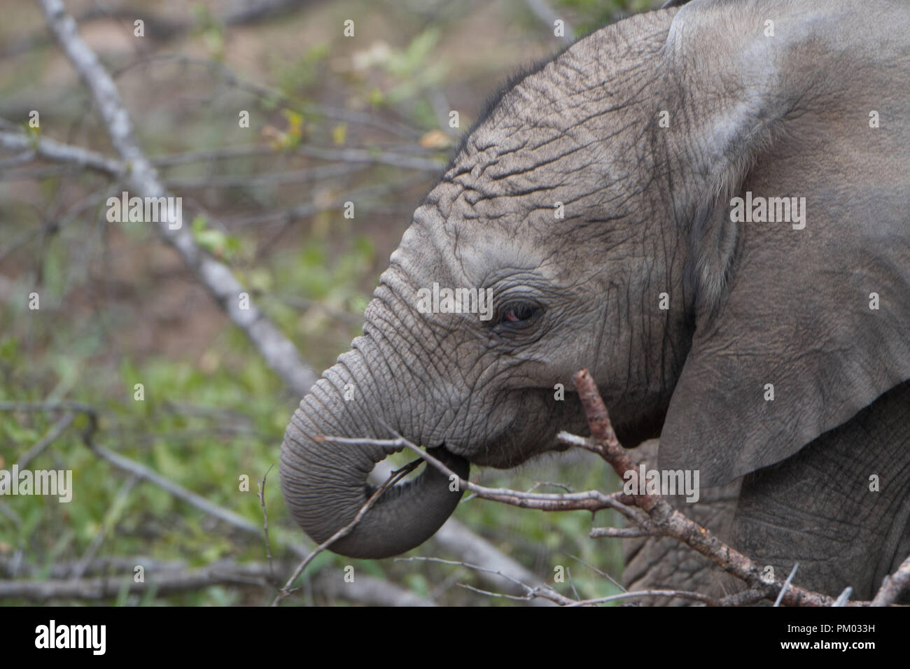 Baby elefante africano (Loxodonta africana) avvolge il suo tronco intorno a un ramo. Prese nella Riserva Timbavati, Sud Africa Foto Stock