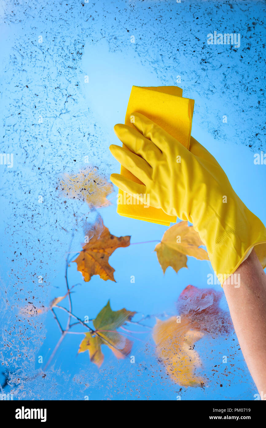 Parte in gomma gialla guanto con igienico. Cielo blu e colorato di foglie di acero su un ramo dietro il vetro sporco. Immagine concettuale sul tema della cleanline Foto Stock