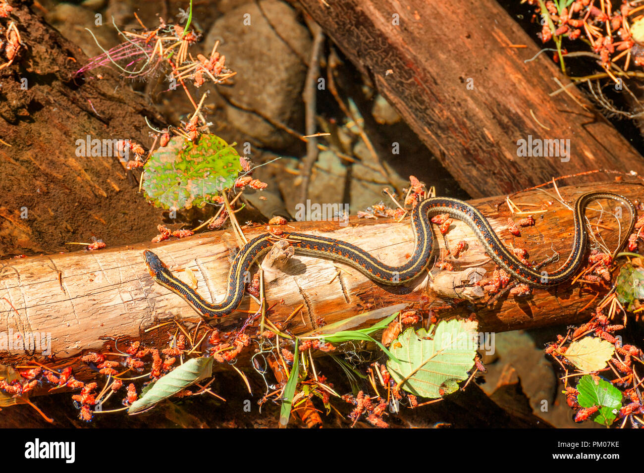 Un serpente giarrettiera suns stessa su una metà log sommersa in un torrente. Foto Stock