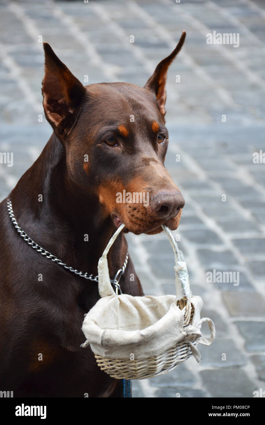 Cane di musicista di strada raccogliendo denaro Foto Stock