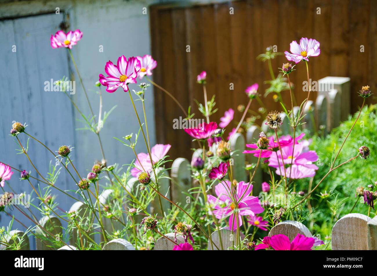 Cosmo Bipimmatus, varietà "Candy Stripe' e 'Sensation Mixed' che cresce in una zona residenziale giardino sul retro. Foto Stock