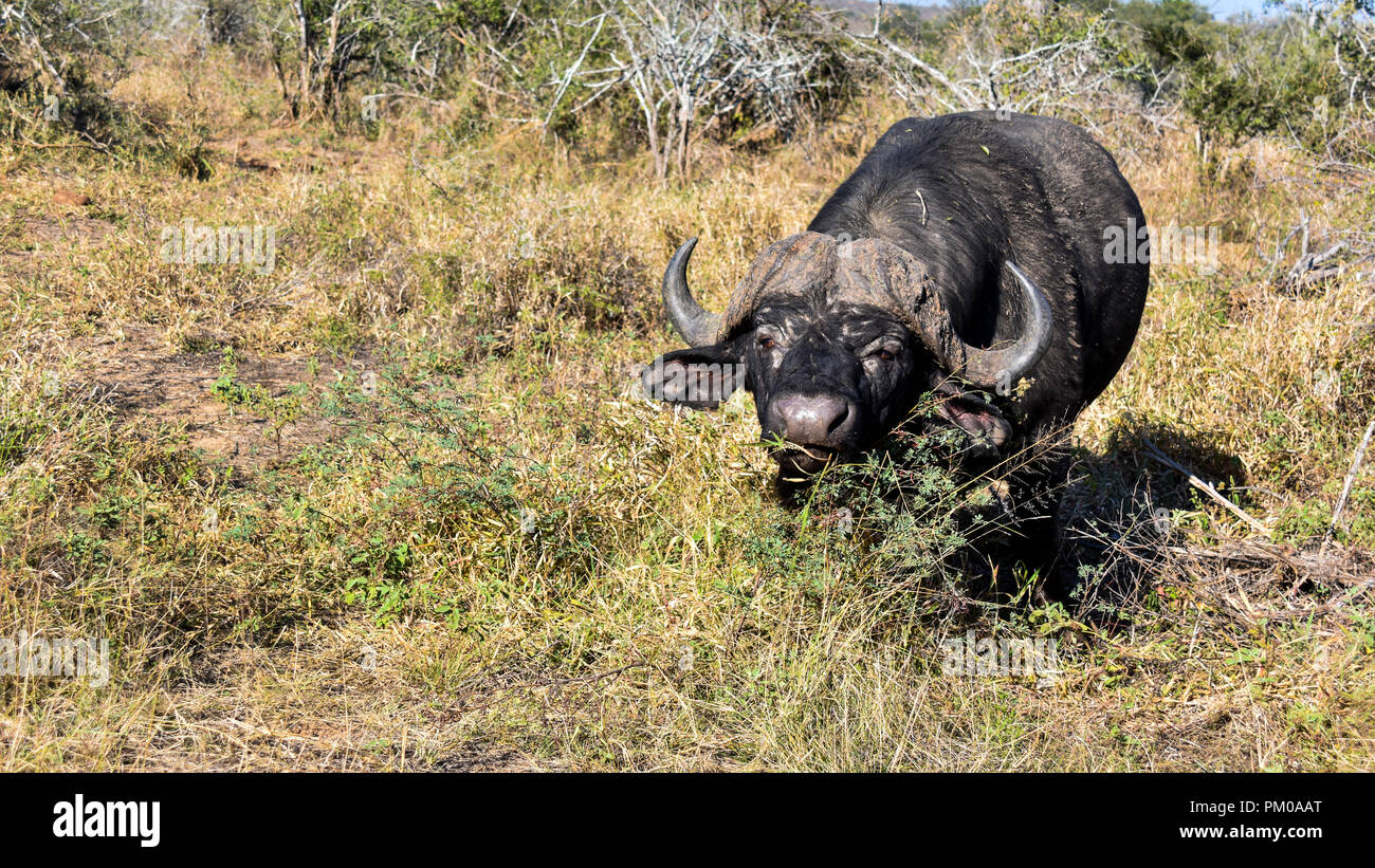 Un unico buffalo con corna pascolano in erba spessa in presenza di luce solare. Questo è nella savana nel grande Parco Nazionale Kruger. La lussureggiante vegetazione foraggio Foto Stock Un unico buffalo con corna pascolano in erba spessa in presenza di luce solare. Questo è nella savana nel grande Parco Nazionale Kruger. La lussureggiante vegetazione foraggio Foto Stock