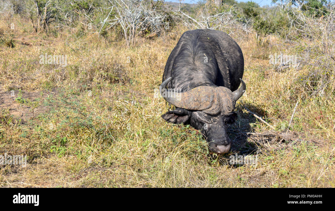 Un unico buffalo con corna pascolano in erba spessa in presenza di luce solare. Questo è nella savana nel grande Parco Nazionale Kruger. La lussureggiante vegetazione foraggio Foto Stock Un unico buffalo con corna pascolano in erba spessa in presenza di luce solare. Questo è nella savana nel grande Parco Nazionale Kruger. La lussureggiante vegetazione foraggio Foto Stock