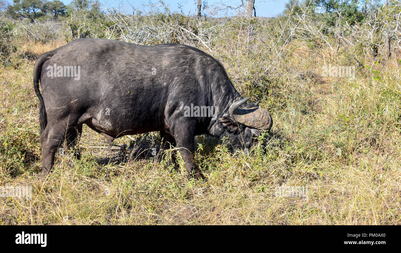 Un unico buffalo con corna pascolano in erba spessa in presenza di luce solare. Questo è nella savana nel grande Parco Nazionale Kruger. La lussureggiante vegetazione foraggio Foto Stock Un unico buffalo con corna pascolano in erba spessa in presenza di luce solare. Questo è nella savana nel grande Parco Nazionale Kruger. La lussureggiante vegetazione foraggio Foto Stock