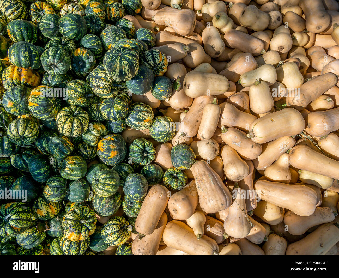 Vista dall'alto in basso su un forno a microonde e butternut zucche Foto Stock