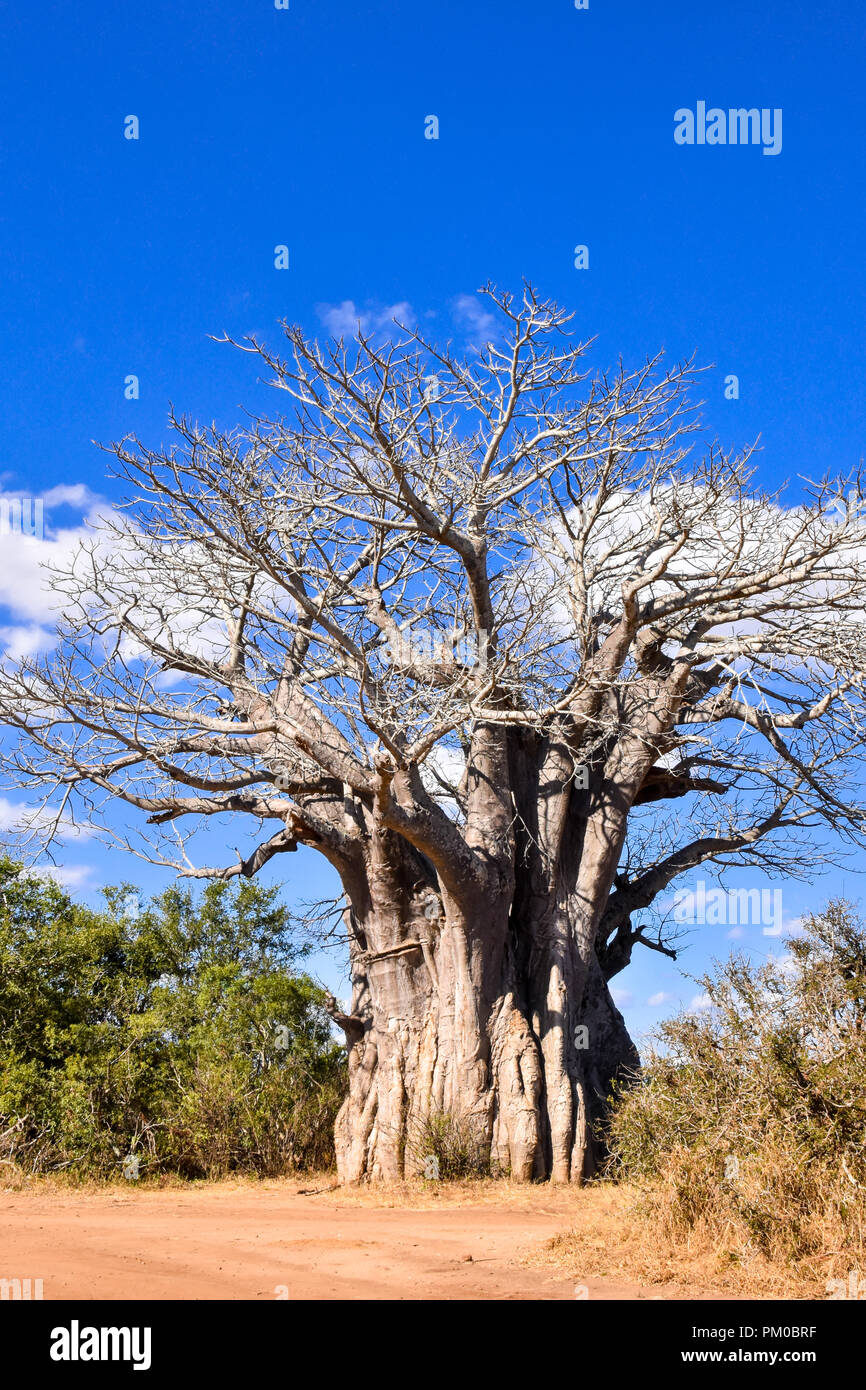 Un landscap fotografia di un gigante Boabab albero in una giornata di sole e con un bellissimo sfondo blu del cielo. La ghiaia o ondulati strada conduce il visualizzatore Foto Stock