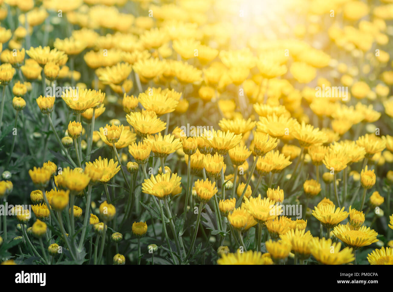 Piccolo crisantemo giallo fiore con la luce solare Foto Stock