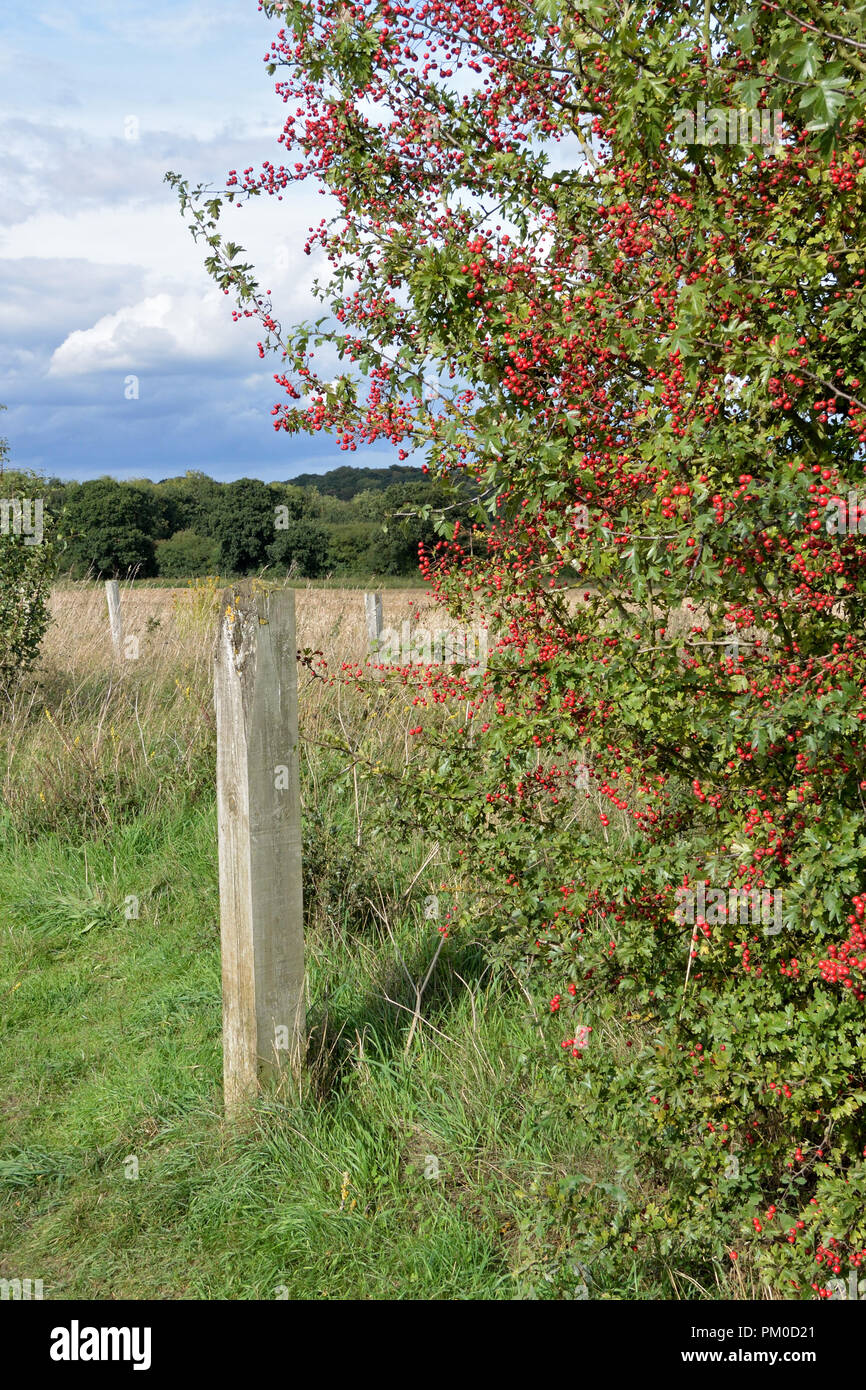 Autunno bacche su hawthorn bush accanto al Marriott's Way a lunga distanza percorso vicino Hellesdon, Norfolk Foto Stock