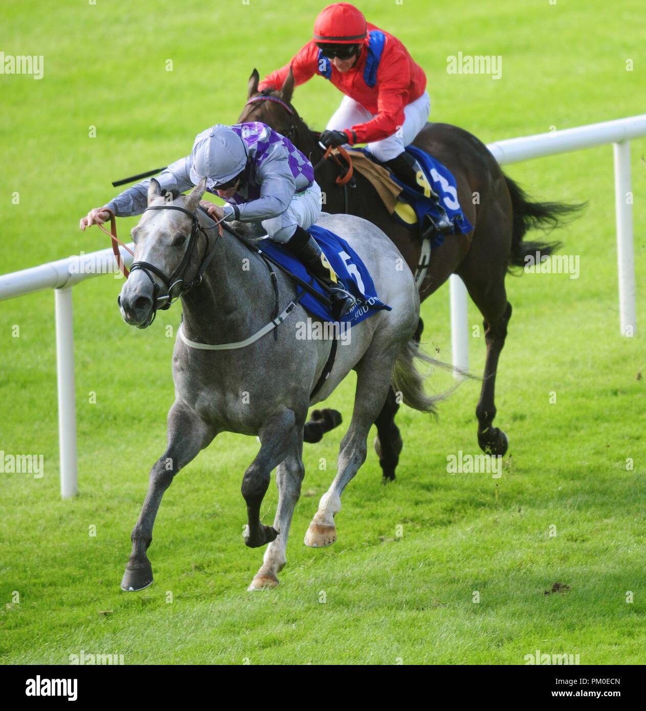 Grigio avana cavalcato da Richard Kingscote vincere il prigioniero Derrinstown battenti cinque puntate durante il giorno due del 2018 Longines Irish Champions Weekend al Curragh racecourse County Neath. Foto Stock