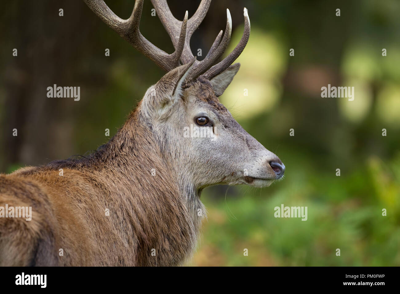 Close up colpo di testa di un maschio Red Deer Cervus elaphus mostra un ampio set di corna di cervo e di spessore cappotto invernale Foto Stock