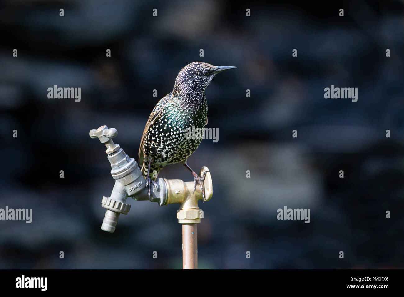 Comune di Starling Sturnus vulgarus con piumaggio screziato appollaiate su un giardino rubinetto di acqua Foto Stock