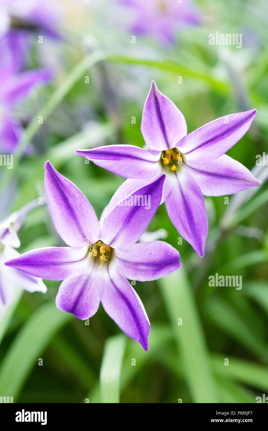Ipheion uniflorum 'Froyle Mill' Fiori. Foto Stock