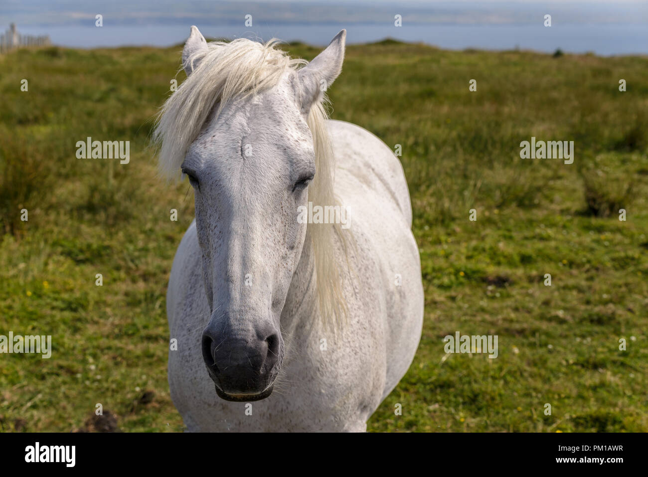 bel cavallo bianco sul campo Foto Stock