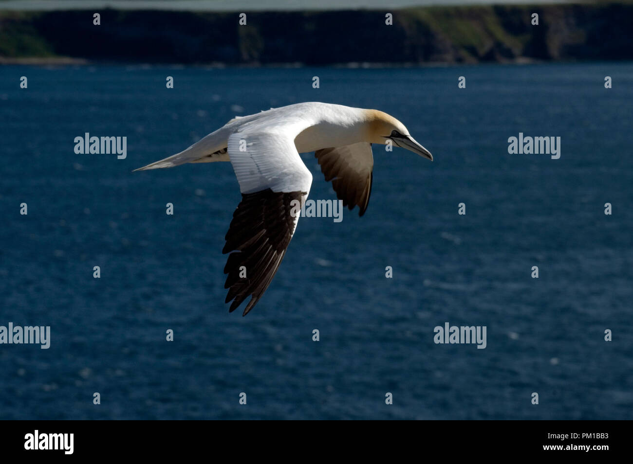 Adulto e pulcino di sule Foto Stock