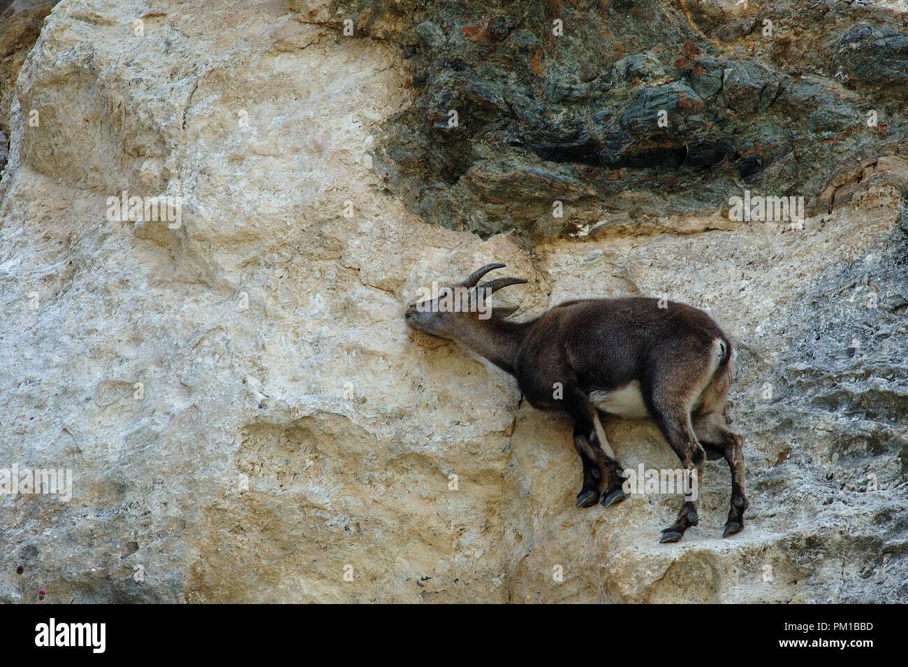 Stambecchi (Capra ibex)leccare sale minerale dal rock . Gran Paraadiso Parco Nazionale Foto Stock