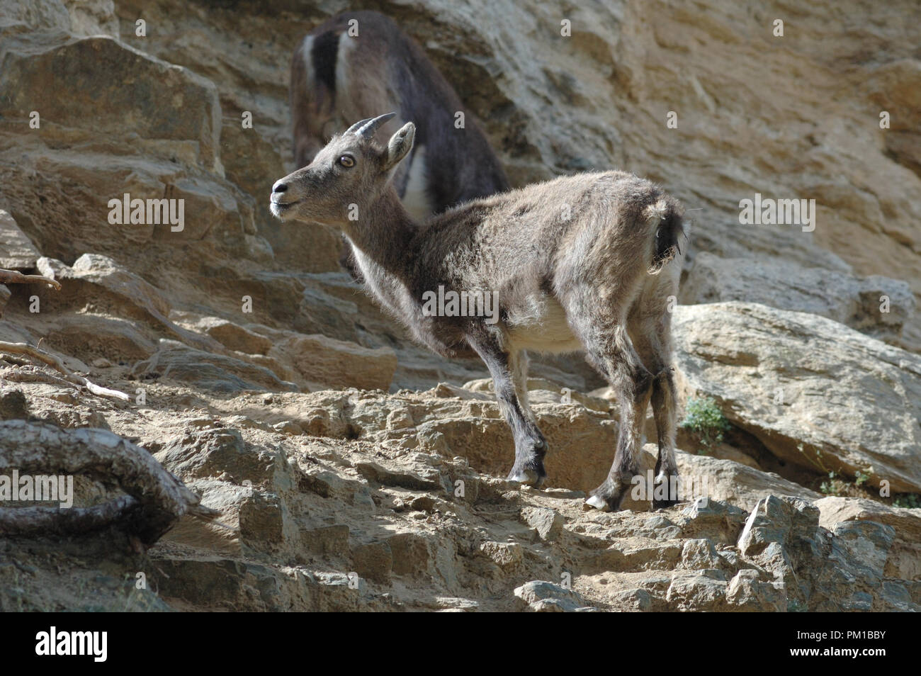Stambecchi (Capra ibex) verticale. Gran Paraadiso Parco Nazionale Foto Stock
