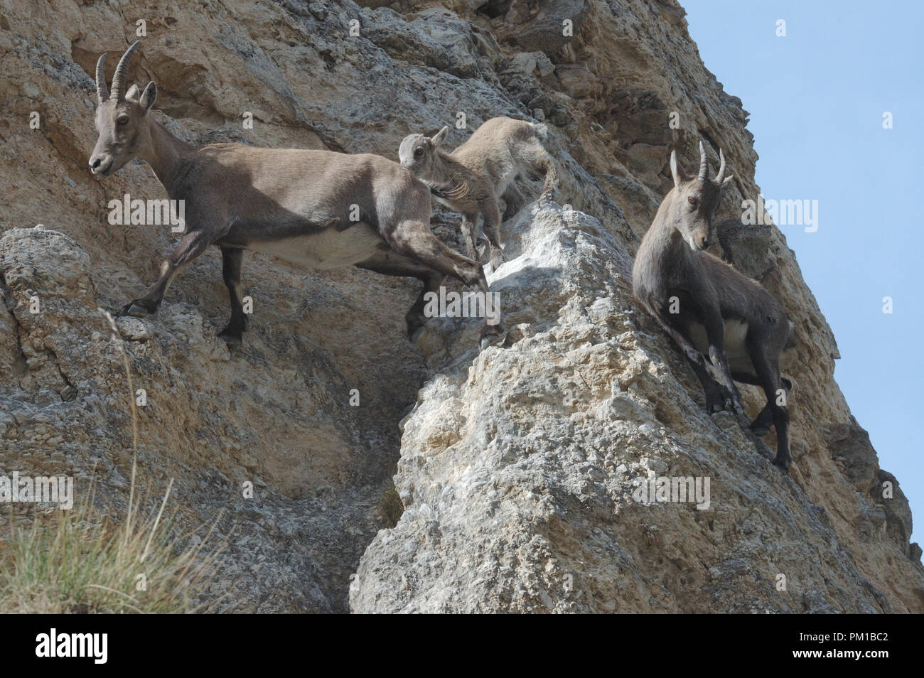 Stambecchi (Capra ibex) leccare sale minerale dalle rocce. Gran Paraadiso Parco Nazionale Foto Stock