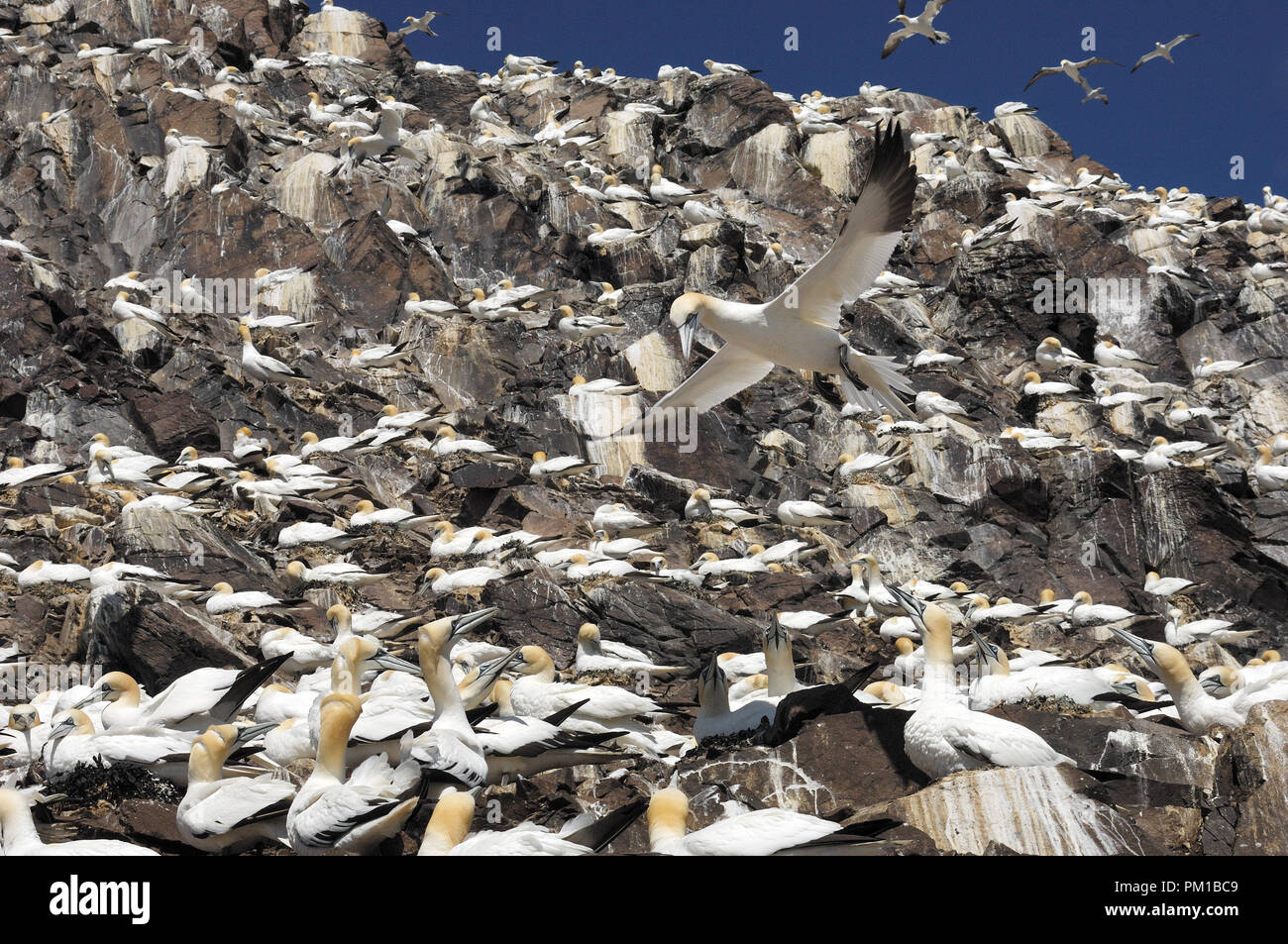 Gannett (Morus bassanus) colonia Bass Rock Foto Stock