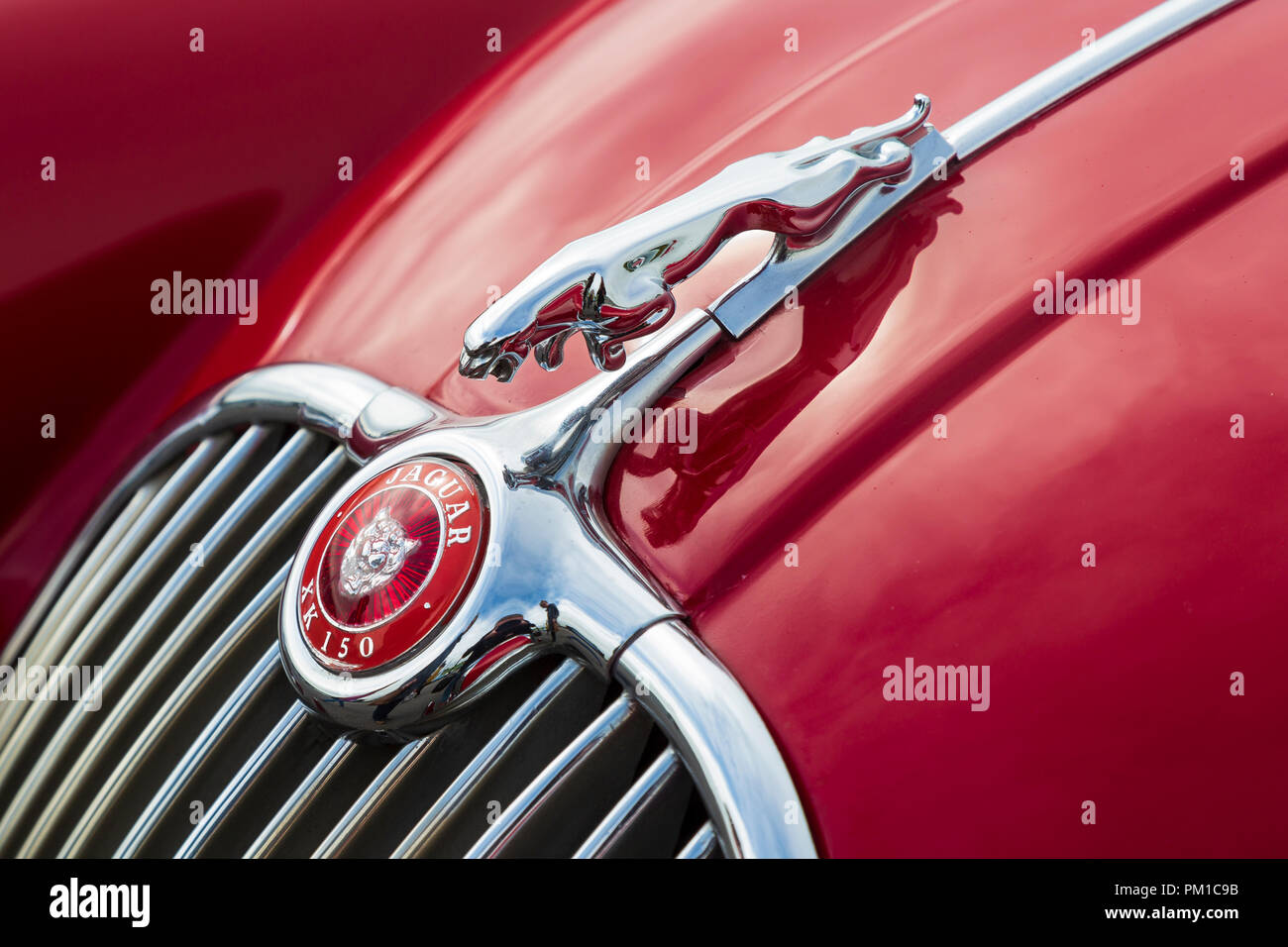 Jaguar XK150, cofano dettaglio con saltando mascotte cat, radiatore badge e la griglia del radiatore. 1957 - 1961 Foto Stock