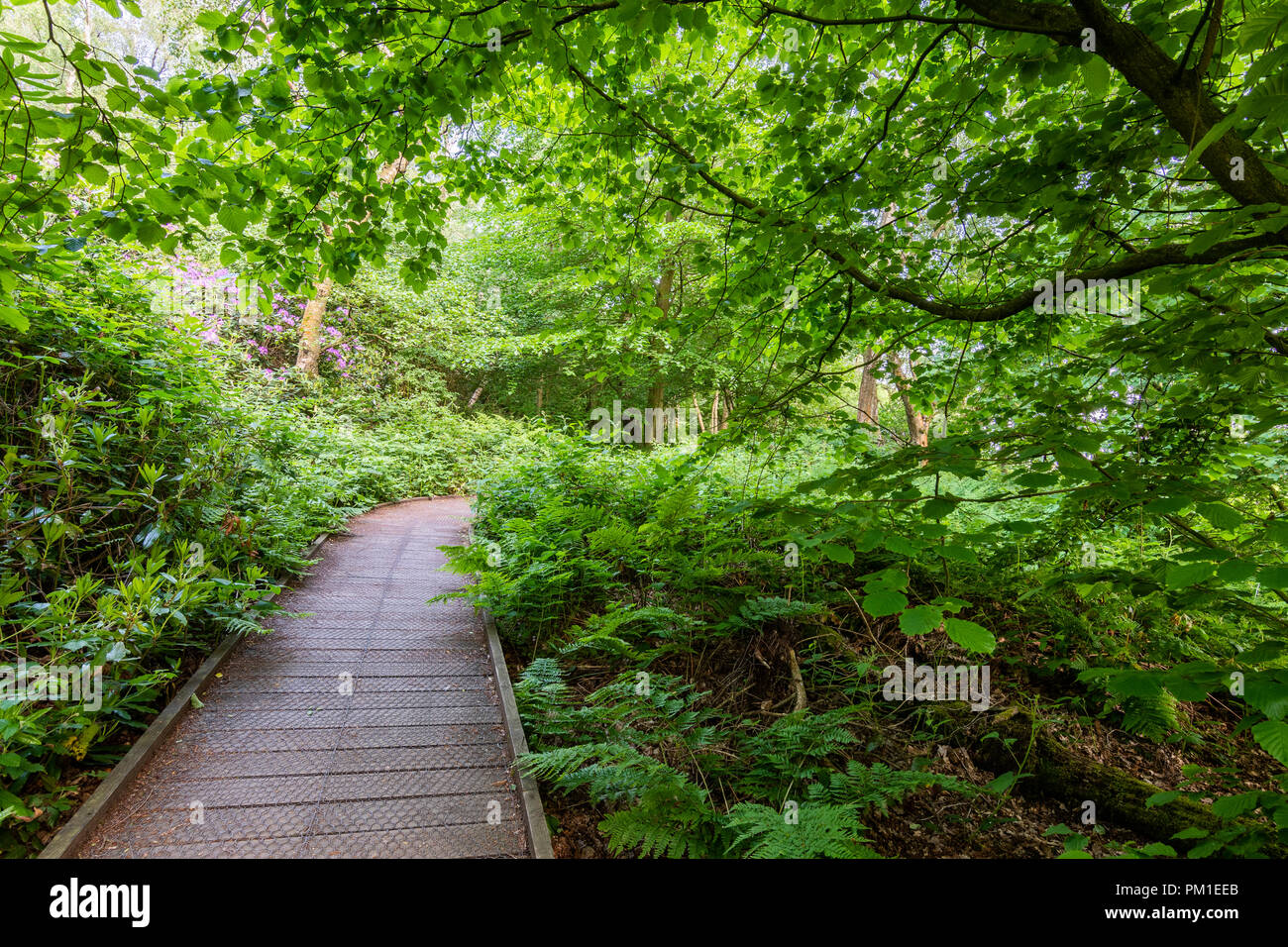 Un rilievo passerella in legno il percorso si snoda attraverso il verde degli alberi e sotto i rami nella Campagna britannica Foto Stock