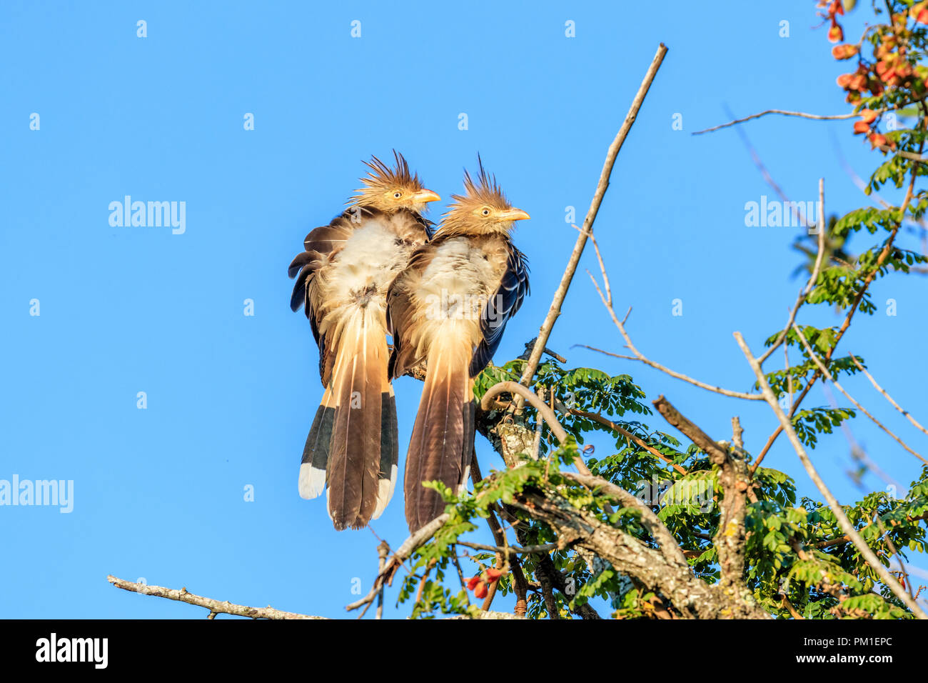 Coppia di uccelli brasiliani sull'albero, nome scientifico Guira guira Foto Stock
