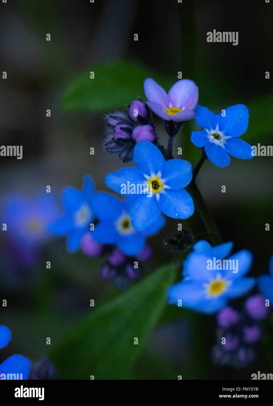 Il blu vivo dei petali di un dimenticato me fiore non guidare le tenebre di distanza. Foto Stock