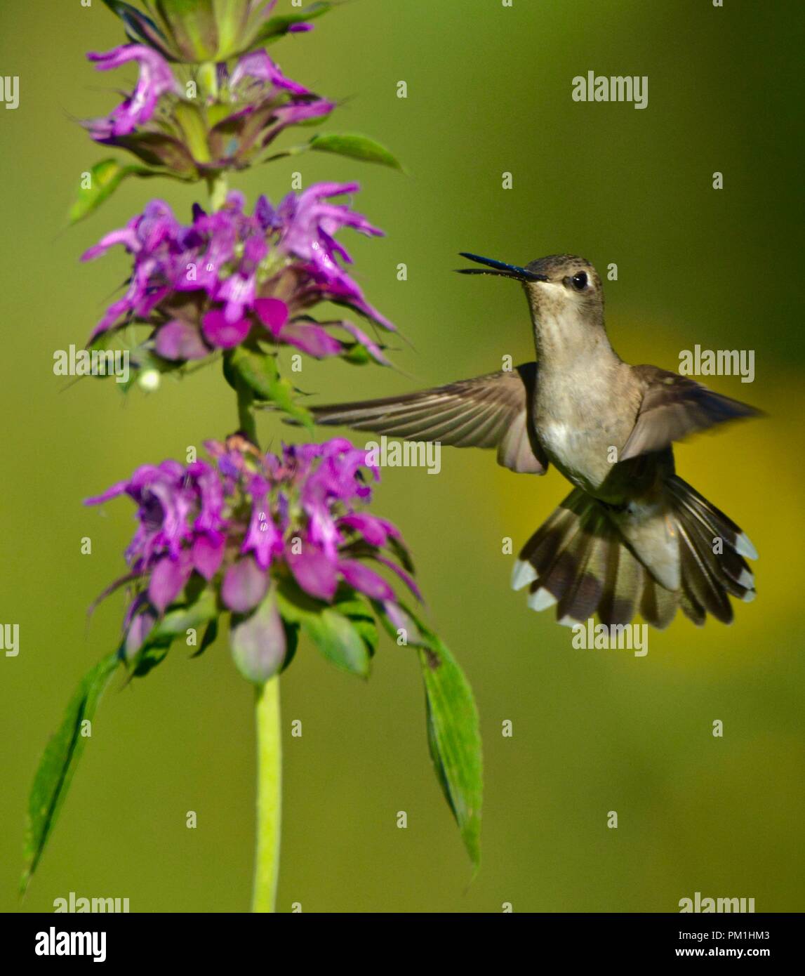 Green hummingbird battenti vicino a fiore viola Foto Stock