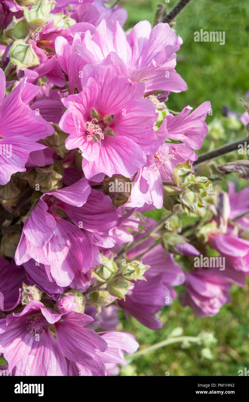 Close up Lavatera olbia 'Rosea' nel pieno fiore Foto Stock