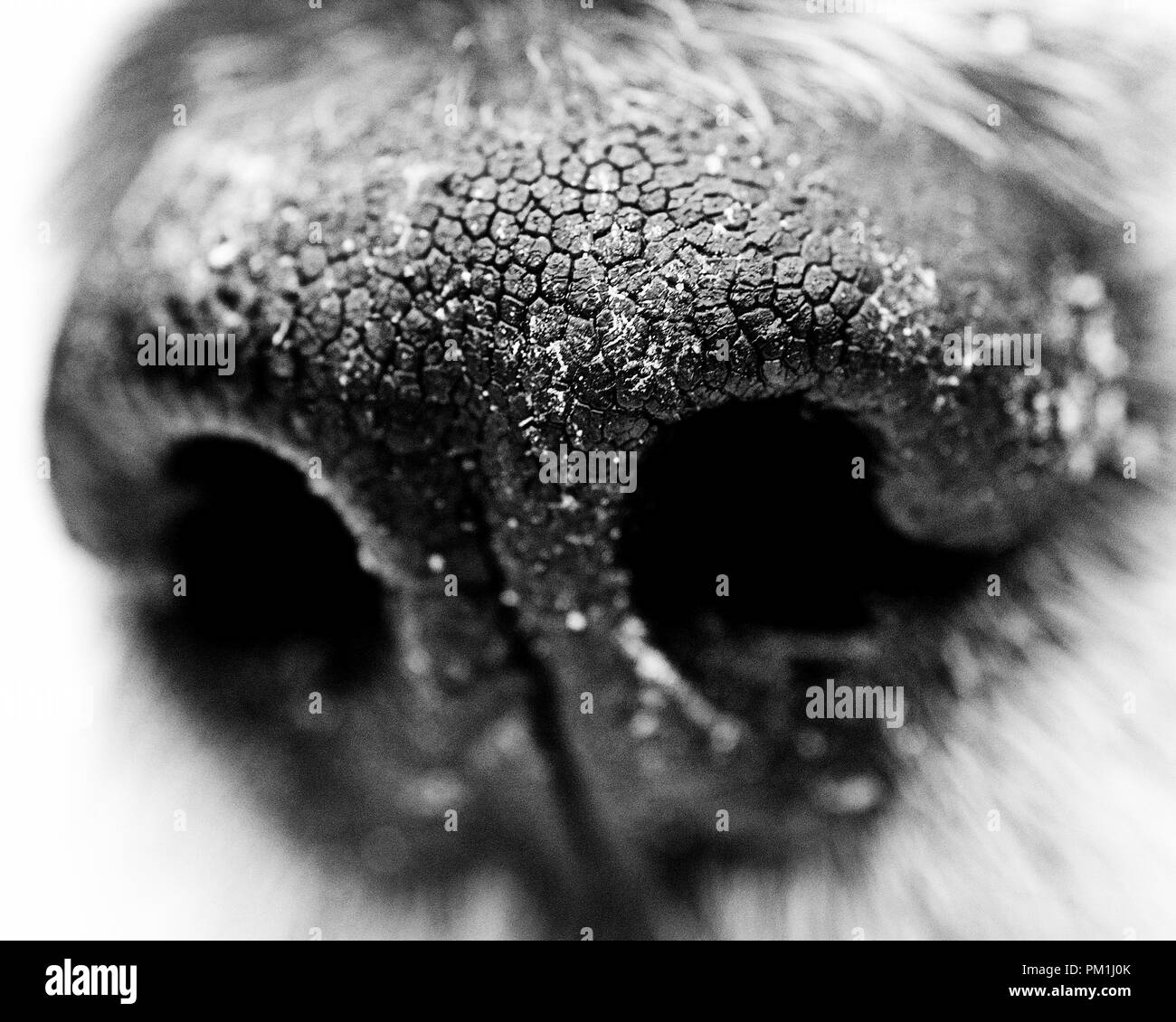 Cane naso close up macro in bianco e nero Foto Stock