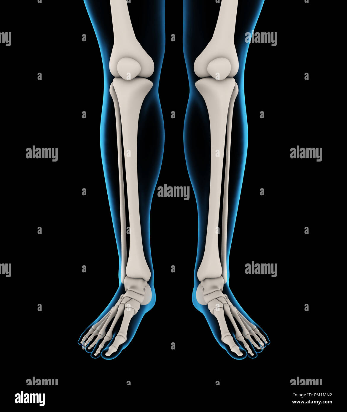 Gamba umana ossa anatomia Foto Stock