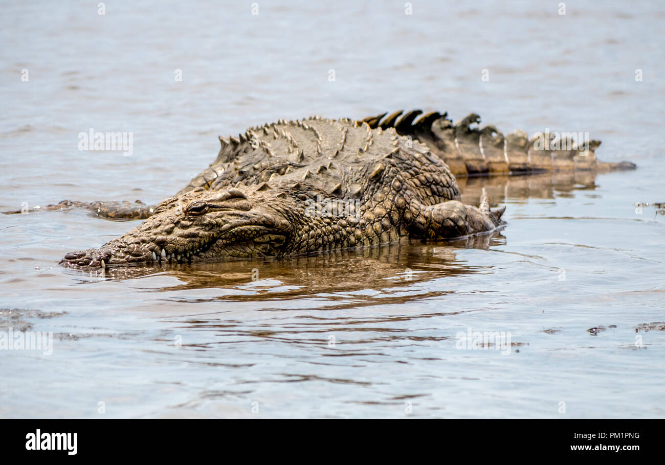 Un coccodrillo del Nilo in appoggio in acqua in Sud Africa. Foto Stock