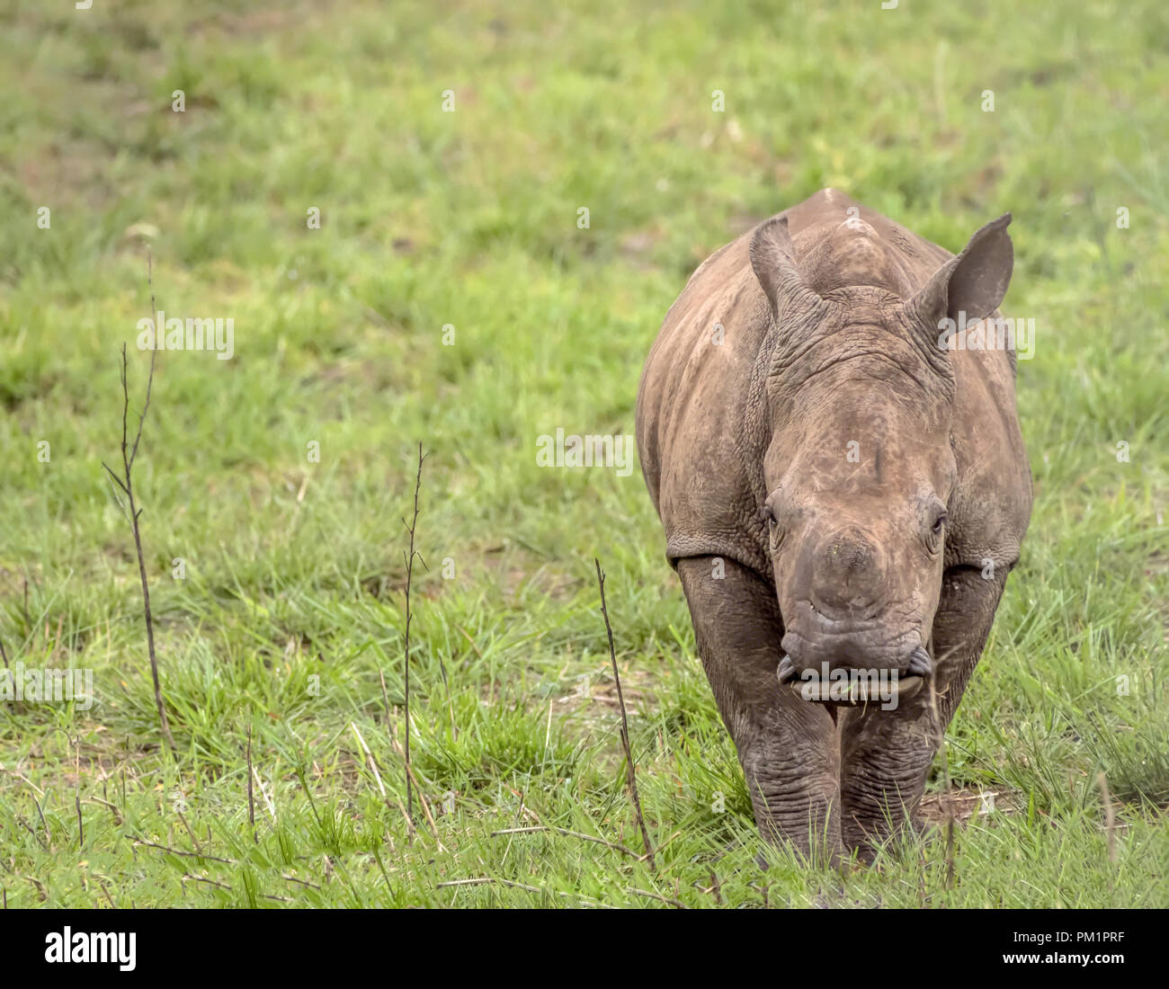 Un rinoceronte bianco vitello nella praterie del Sud Africa. Foto Stock