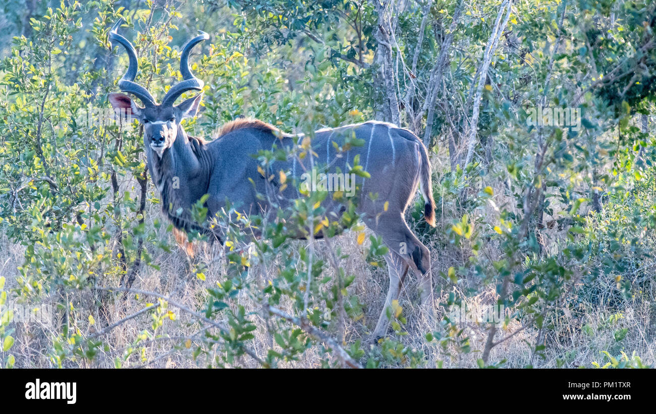 Kudu Bull con grandi corna pascolando nella folta boscaglia nel Parco Nazionale Kruger Sud Africa. Vi è spesso la boccola per il camuffamento Foto Stock