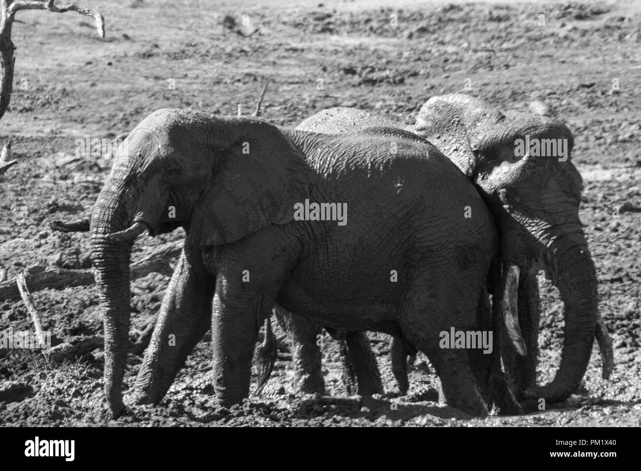 Tre elefanti felicemente giocando attorno ad un foro di acqua dopo mudbathing. Essi sono ginocchio profondo nel fango. L'immagine di zanne in bianco e nero. Foto Stock