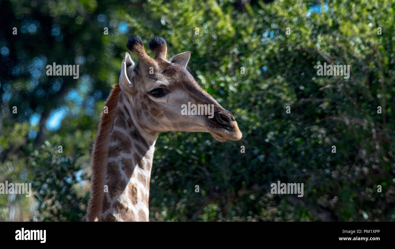 Un primo piano di una giraffa con un cielo azzurro, alberi e rami in background. L'immagine è stata scattata nel parco nazionale di Kruger. Foto Stock