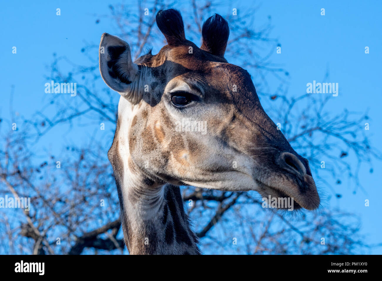 Un primo piano di una giraffa con un cielo azzurro, alberi e rami in background. L'immagine è stata scattata nel parco nazionale di Kruger. Foto Stock