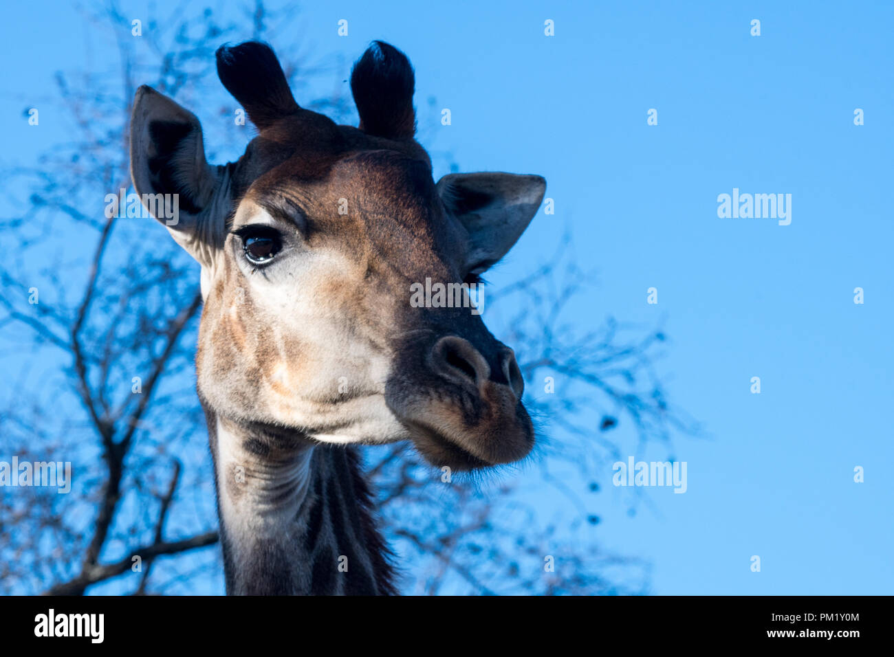 Un primo piano di una giraffa con un cielo azzurro, alberi e rami in background. L'immagine è stata scattata nel parco nazionale di Kruger. Foto Stock