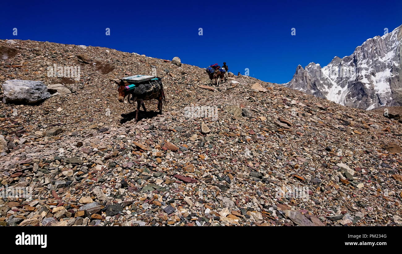 Asini a piedi passano nel Karakorum Montagne nel nord del Pakistan sul modo di K2 base camp con karakorum gamma in background. Foto Stock