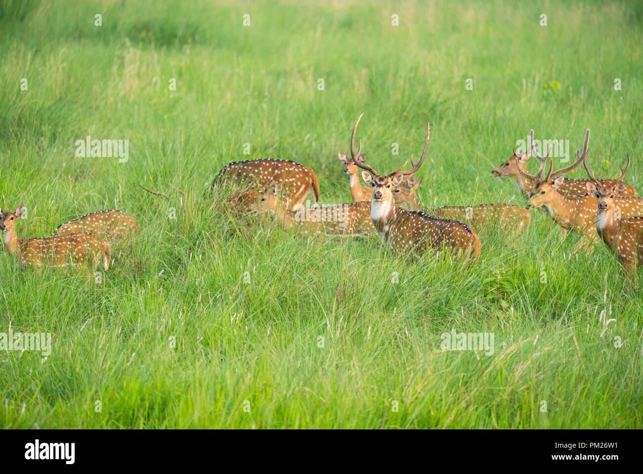 Sika macchiato o allevamento di cervi in erba elefante. La fauna selvatica e la foto di animali. Giapponese deer Cervus nippon Foto Stock