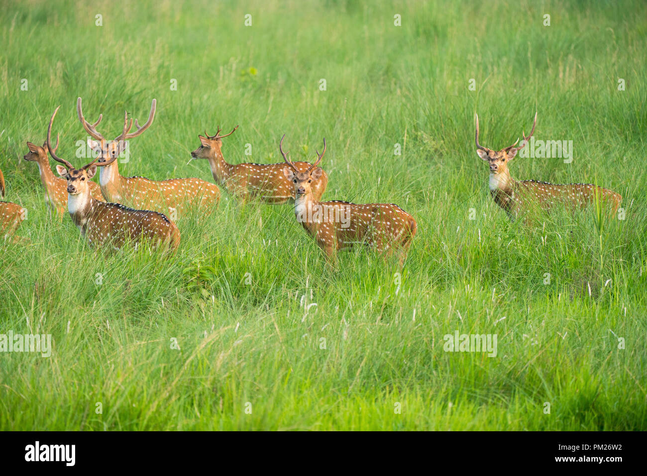 Sika macchiato o allevamento di cervi in erba elefante. La fauna selvatica e la foto di animali. Giapponese deer Cervus nippon Foto Stock