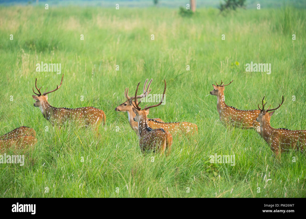 Sika macchiato o allevamento di cervi in erba elefante. La fauna selvatica e la foto di animali. Giapponese deer Cervus nippon Foto Stock