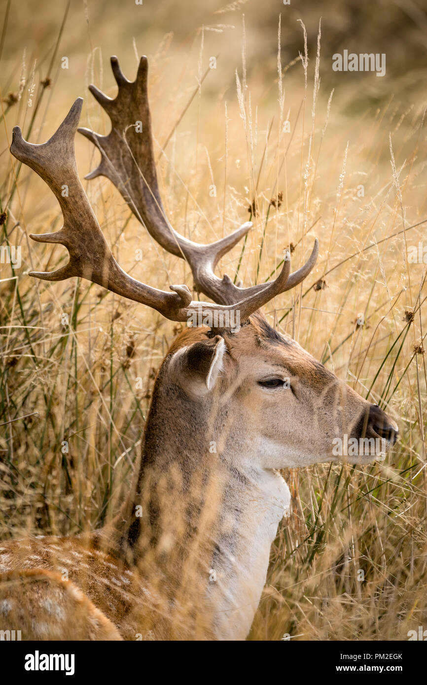 Londra, Regno Unito. Xvii Sep 2018. Deer raffigurato in Richmond Park, West London come mescolato Meteo previsioni è come siamo in testa in autunno. Credito: Oliver Dixon/Alamy Live News Foto Stock