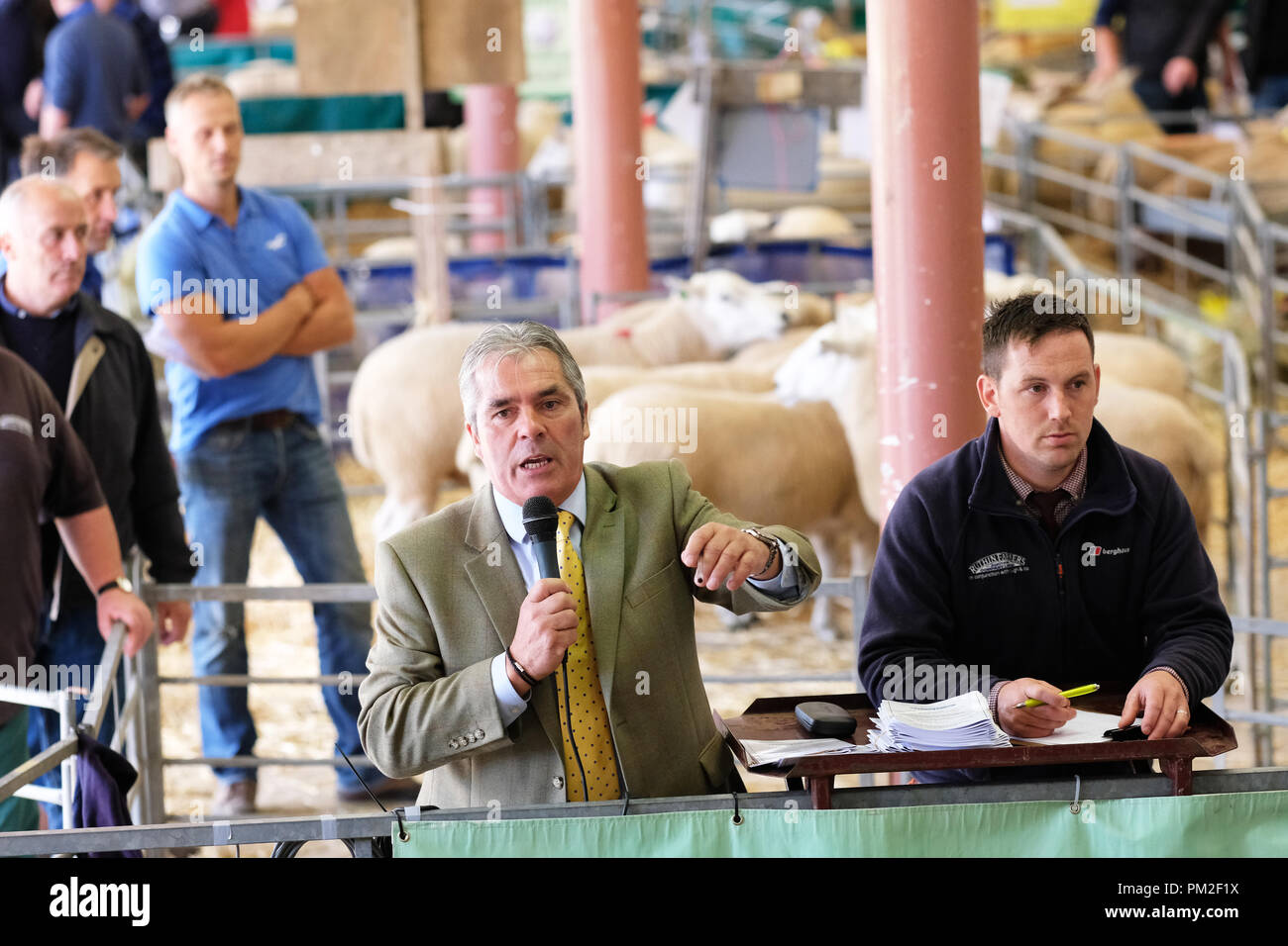 Royal Welsh Showground, Builth Wells, Powys, Galles - Lunedì 17 Settembre 2018 - banditore in azione al quarantesimo Annuale Nazionale della Associazione di pecora del Galles e della Frontiera di Ram vendite - oltre 5.000 rams saranno messe all'asta oggi a questo evento di NSA. Foto Steven Maggio / Alamy Live News Foto Stock