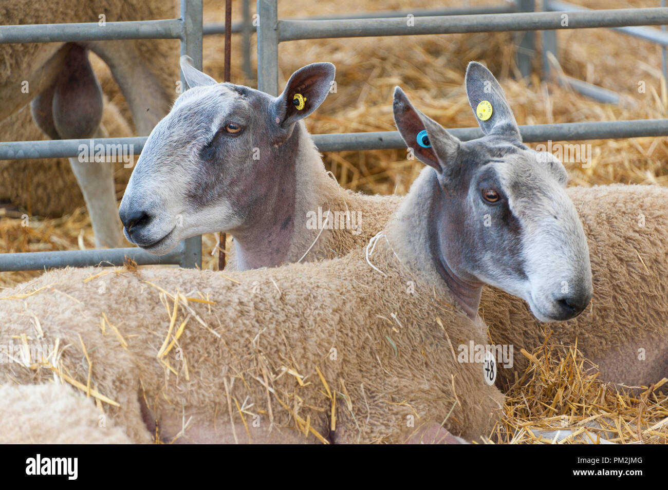 Llanelwedd, Powys, Regno Unito. Xvii Settembre 2018. Bluefaced Leicester arieti di aspettare di essere raccolti. Il quarantesimo anno di NSA (National pecore Association) Galles & Ram di confine Vendita - secondo come riferito il più grande in Europa - ha luogo presso il Royal Welsh Showground in Powys, Wales, Regno Unito. Ci sono due NSA Galles & confine vendite Ram tenuto ogni anno: un inizio di uno in agosto e quello principale in settembre. Più di 5.000 montoni da circa trenta razze sarà in vendita. © Graham M. Lawrence/Alamy Live News Foto Stock