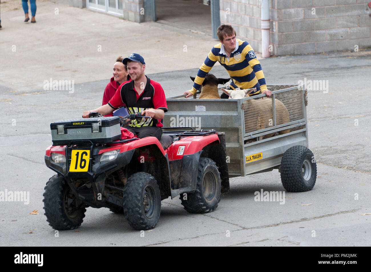 Llanelwedd, Powys, Regno Unito. Xvii Settembre 2018. Quad-bike "Tup Taxi' sono occupati dopo la vendita. Il quarantesimo anno di NSA (National pecore Association) Galles & Ram di confine Vendita - secondo come riferito il più grande in Europa - ha luogo presso il Royal Welsh Showground in Powys, Wales, Regno Unito. Ci sono due NSA Galles & confine vendite Ram tenuto ogni anno: un inizio di uno in agosto e quello principale in settembre. Più di 5.000 montoni da circa trenta razze sarà in vendita. © Graham M. Lawrence/Alamy Live News Foto Stock