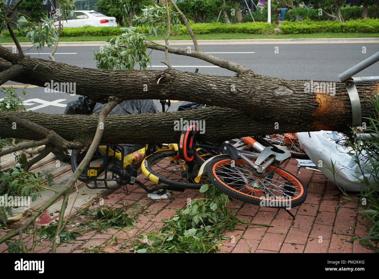 Struttura ad albero rovesciato. Bici condivisa schiacciato da albero caduto come Typhoon Mangkhut hits Shenzhen, nella provincia di Guangdong in Cina meridionale. Foto Stock